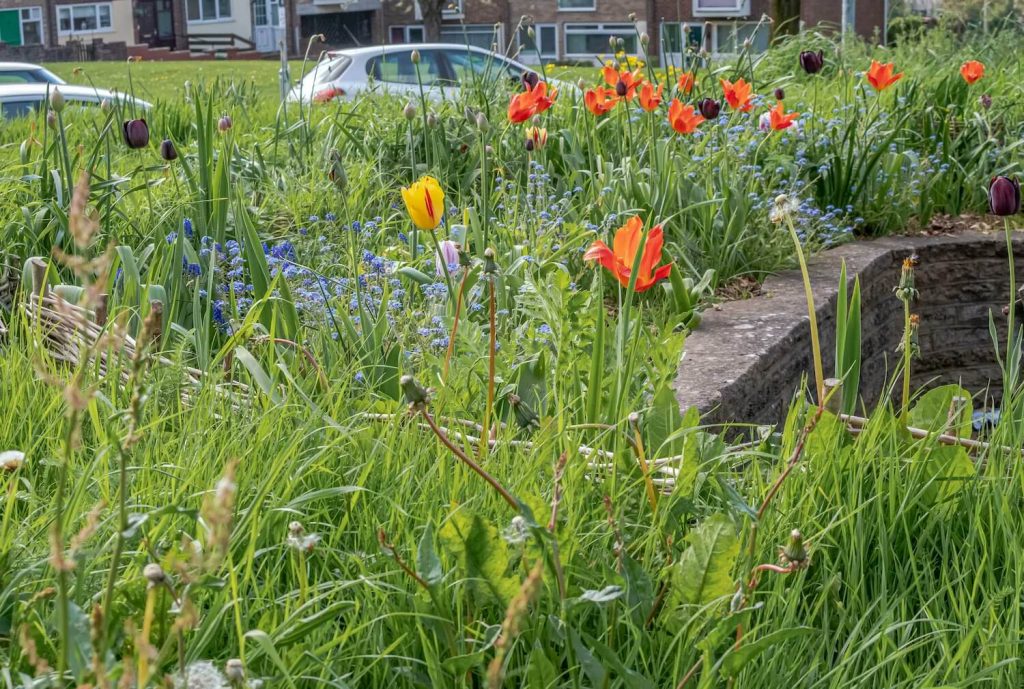 Photo of a roundabout blooming with tulips and wild flowers