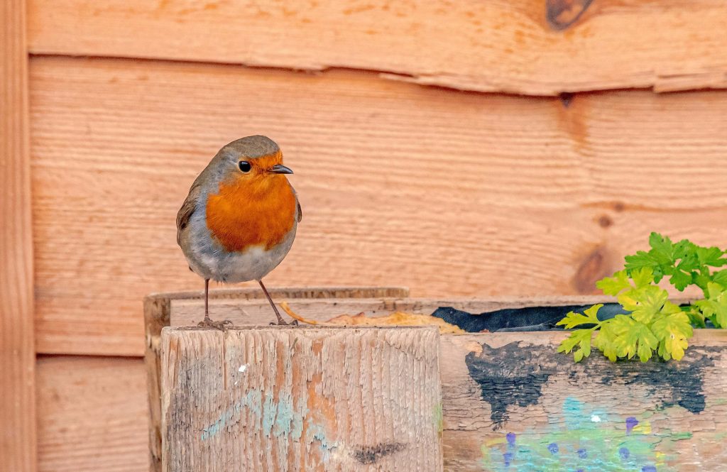 Close up photo of a Robin in front of a wooden fence.
